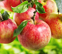 Fruit & Fruit Trees