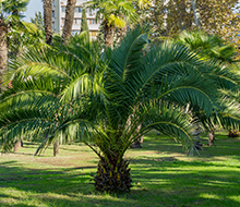 Palms, Bamboo & Tropical