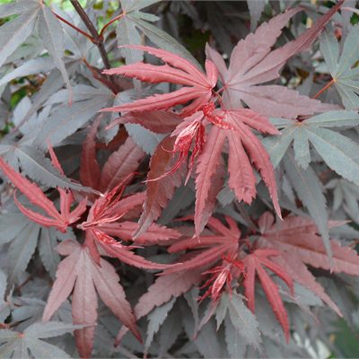 Acers & Japanese Maples