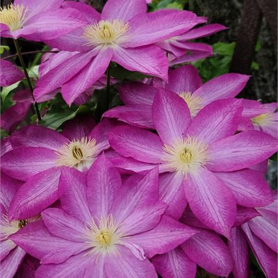 Climbing Plants