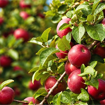 Fruit & Fruit Trees
