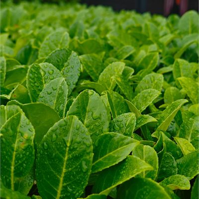 Hedging