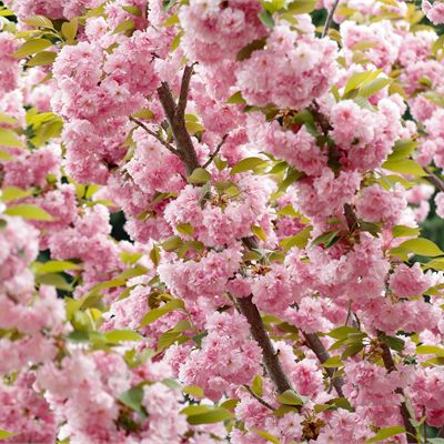 Ornamental Trees