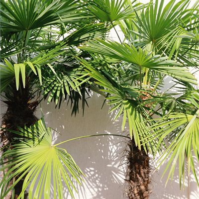 Palms, Bamboo & Tropical