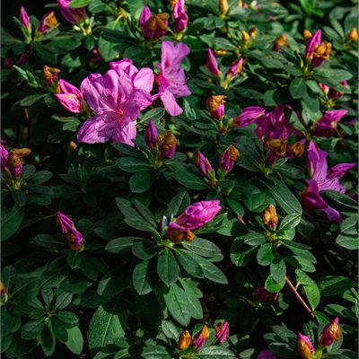 Shrubs
