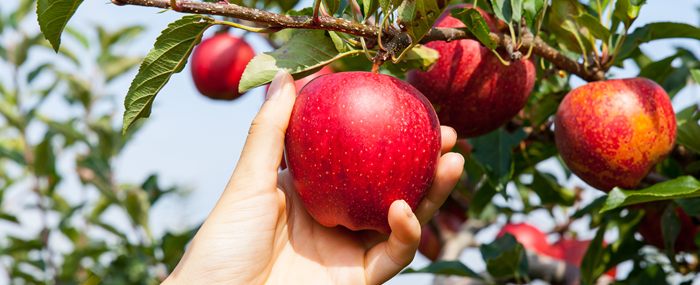 Grow Your Own Fruit