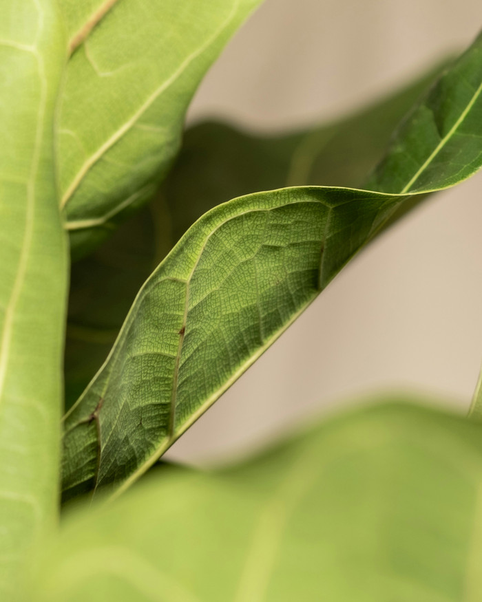 Fiddle Leaf Fig