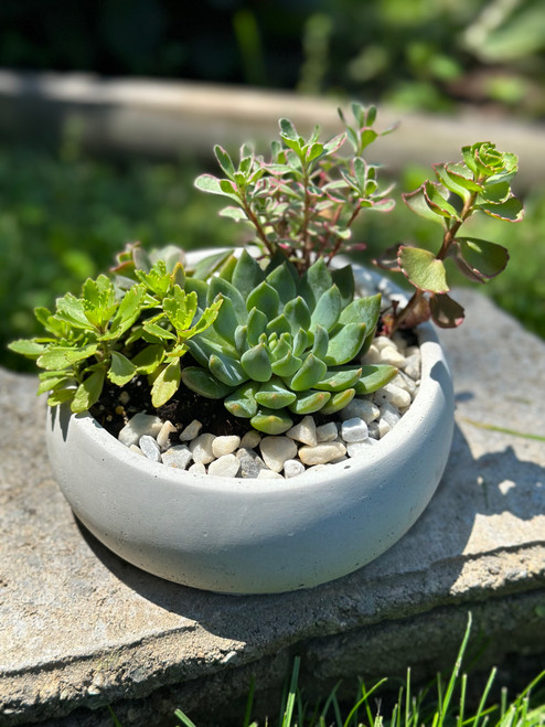 Succulent workshop