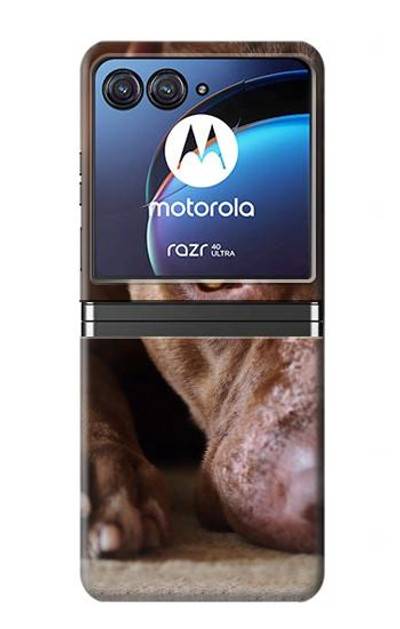 S0519 PitBull Face Case Cover Custodia per Motorola Razr 40 Ultra