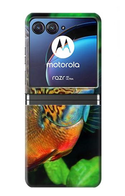 S1812 Cichlid Fish Case Cover Custodia per Motorola Razr 40 Ultra