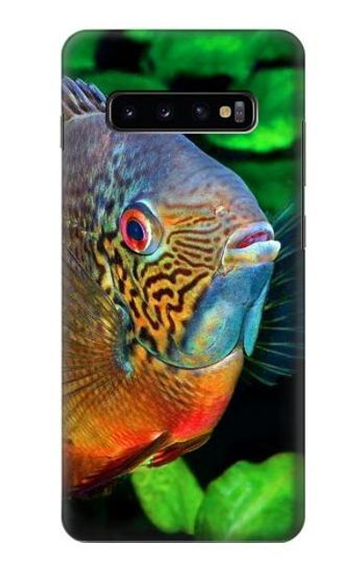S1812 Cichlid Fish Case Cover Custodia per Samsung Galaxy S10 Plus
