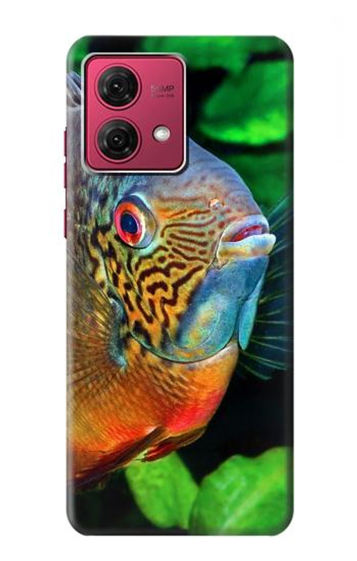 S1812 Cichlid Fish Case Cover Custodia per Motorola Moto G84 S1812 Cichlid Fish Case Cover Custodia per Motorola Moto G84