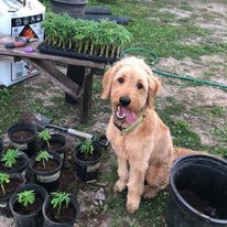 Dusty Is Hemping with me