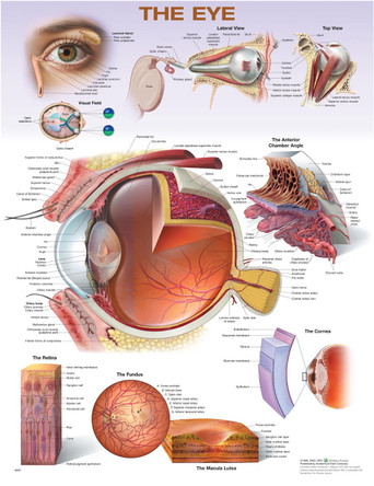 The Eye Anatomical Chart by Anatomical Chart Company 9781975255411