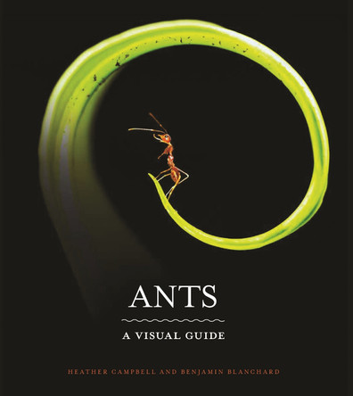 Ants: A Visual Guide by Heather Campbell