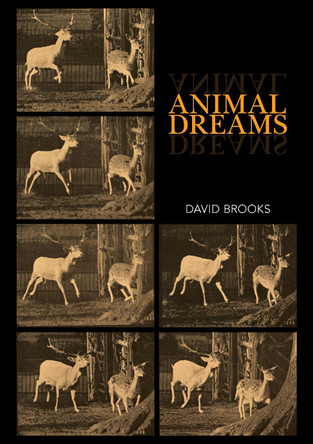Animal Dreams by David Brooks 9781743327470