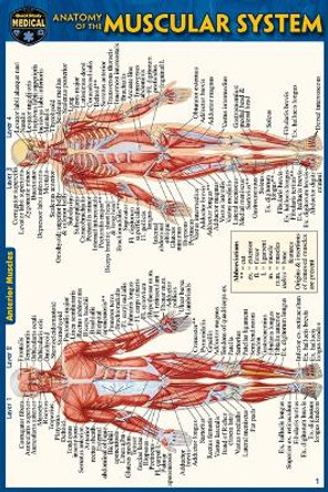 Anatomy of the Muscular System (Pocket-Sized Edition - 4x6 Inches) by Vincent Perez