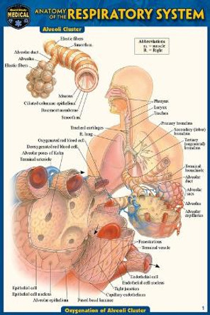 Anatomy of the Respiratory System (Pocket-Sized Edition - 4x6 Inches) by Vincent Perez