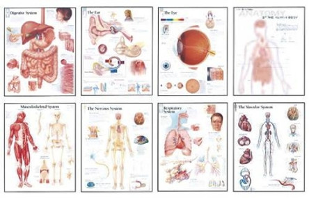 Human Anatomy Chart Pack by Scientific Publishing 9781932922851