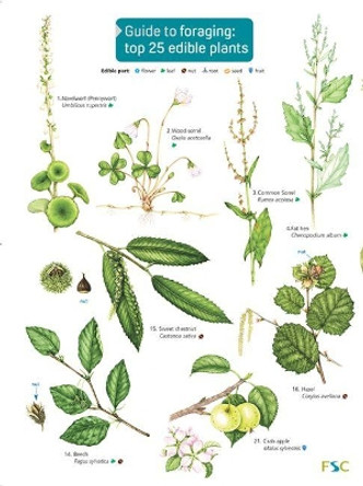 Guide to Foraging: Top 25 Edible Plants by Clare Cremona 9781908819253