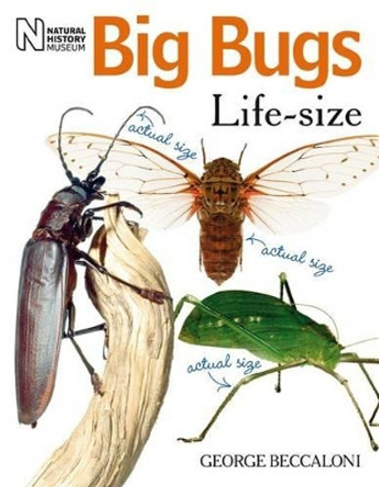 Big Bugs Life-Size by George Beccaloni 9780565092139