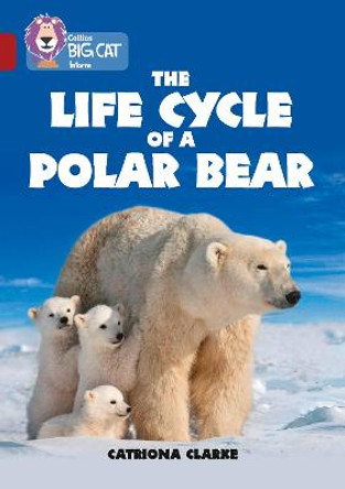 The Life Cycle of a Polar Bear: Band 14/Ruby (Collins Big Cat) by Catriona Clarke