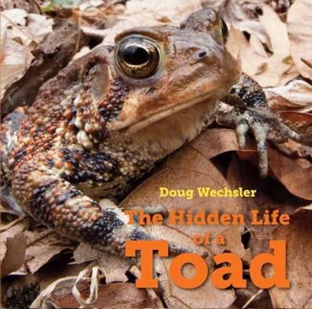 The Hidden Life of a Toad by Doug Wechsler 9781580897389