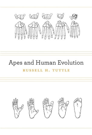 Apes and Human Evolution by Russell H. Tuttle 9780674073166