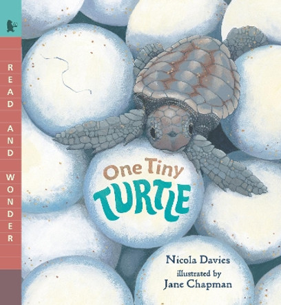 One Tiny Turtle: Read and Wonder by Nicola Davies 9781536235371