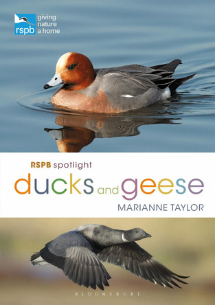 RSPB Spotlight Ducks and Geese by Marianne Taylor