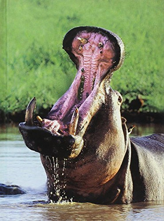 Hippopotamus Journal by Gerald Hoberman 9781919734934