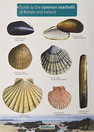 Guide to the Common Seashells of Britain and Ireland by Field Studies Council 9781908819062