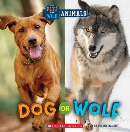 Dog or Wolf (Wild World: Pets and Wild Animals) by Brenna Maloney 9781338899801