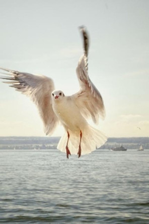 Gull: Seagulls Are Seabirds of the Family Laridae in the Suborder Lari. They Are Most Closely Related to the Terns and Only Distantly Related to Auks, Skimmers, and More Distantly to the Waders. by Planners and Journals 9781798984222