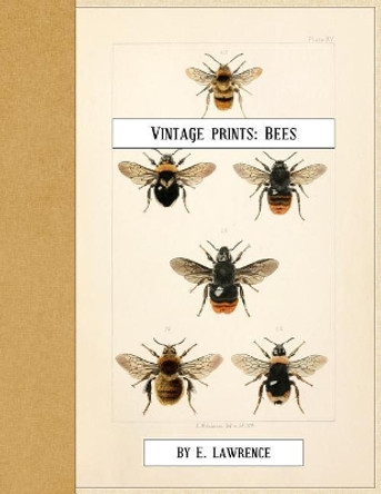 Vintage Prints: Bees by E Lawrence 9781720460084