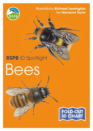 Rspb Id Spotlight - Bees by Marianne Taylor