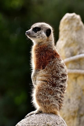 Meercat: The Meerkat or Suricate Is a Small Carnivoran Belonging to the Mongoose Family. It Is the Only Member of the Genus Suricata. by Planners and Journal 9781796396133