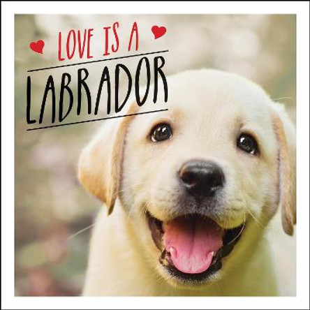 Love is a Labrador: A Lab-Tastic Celebration of the World's Favourite Dog by Charlie Ellis