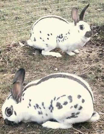 Rabbit and Cavy Culture by Jackson Chambers 9781514131534