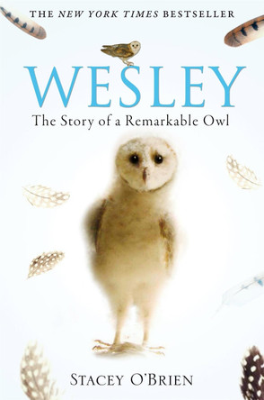 Wesley: The Story of a Remarkable Owl Stacey O'Brien 9781849010580
