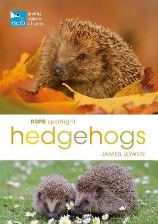 RSPB Spotlight Hedgehogs by James Lowen