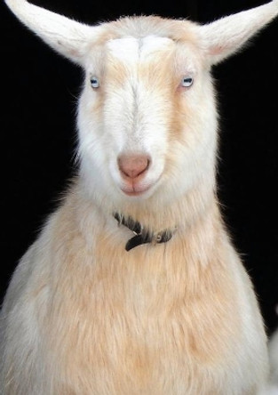 The Stone Soup Junior Notebook by William Rubel 9780894090202