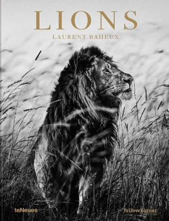 Lions by Laurent Baheux