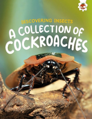 Discovering Insects: A Collection of Cockroaches Rebecca Storm 9781835694152