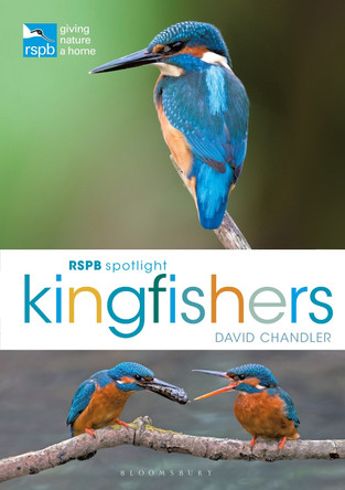 RSPB Spotlight Kingfishers by David Chandler