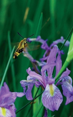 Petite Wild Blue Iris Journal by Jordan Wunderlich 9781364011345