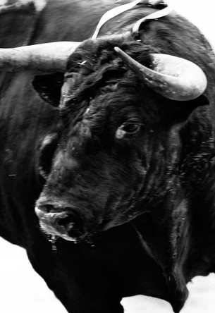Carlos Cazalis: Sangre de Reyes by Carlos Cazalis 9788416282753