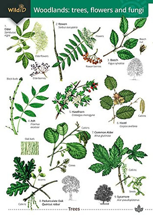 Woodlands: trees, flowers and fungi: 2021 by Rebekah Trehern 9781908819635