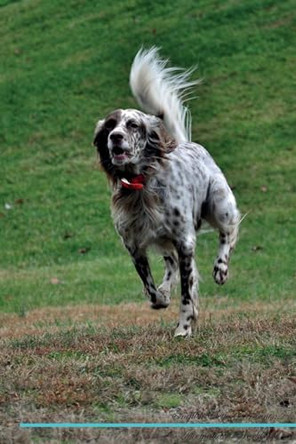 English Setter Affirmations Workbook English Setter Presents: Positive and Loving Affirmations Workbook. Includes: Mentoring Questions, Guidance, Supporting You. by Live Positivity 9781526969569