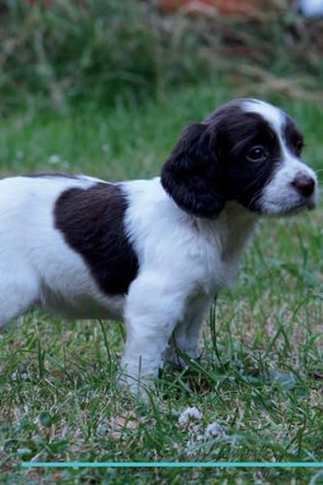 English Springer Spaniel Affirmations Workbook English Springer Spaniel Presents: Positive and Loving Affirmations Workbook. Includes: Mentoring Questions, Guidance, Supporting You. by Live Positivity 9781526969705